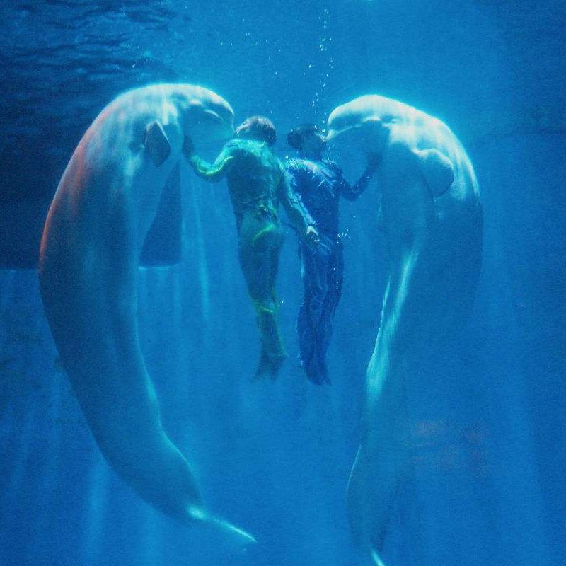 臭氧在海洋館水處理的應(yīng)用